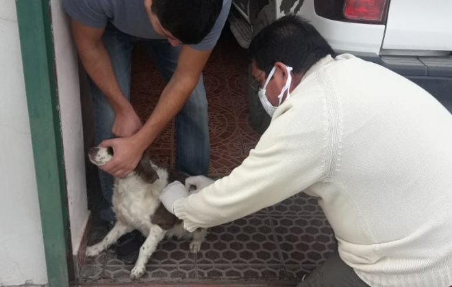 Santa Rosa: Vacunan mascotas en el Barrio Jardín por la aparición de un murciélago con rabia