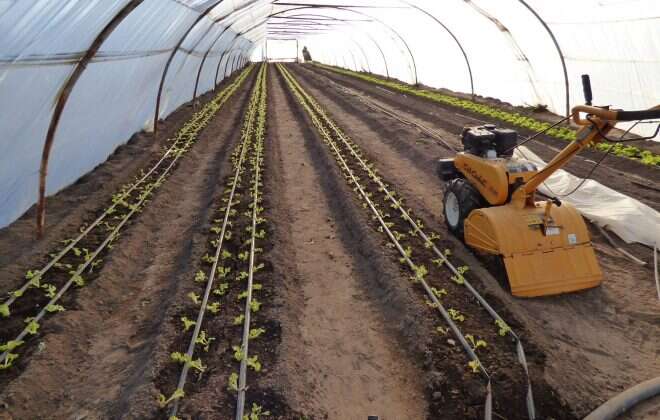 Conhello: prueba piloto en producción de alcaparras