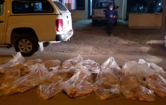 Decomisaron 16 costillares y 18 media reses de vacunos por no cumplir con la documentación y medidas sanitarias