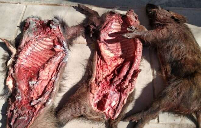 Detuvieron a 4 cazadores ilegales en Toay