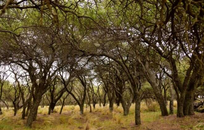 Una nueva posibilidad para el turismo de naturaleza en La Pampa