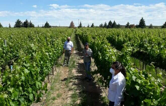 Vitivinicultura pampeana en potencia