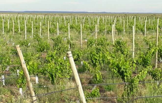 El Ente Provincial del Rio Colorado implantó 11 nuevos varietales en Casa de Piedra