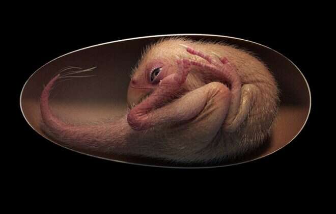 Hallaron un embrión de dinosaurio perfectamente preservado que se preparaba para nacer