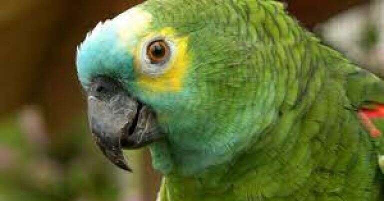 Santa Fe: Cuatro personas internadas con neumonía bilateral tras contagiarse de un loro en Rafaela