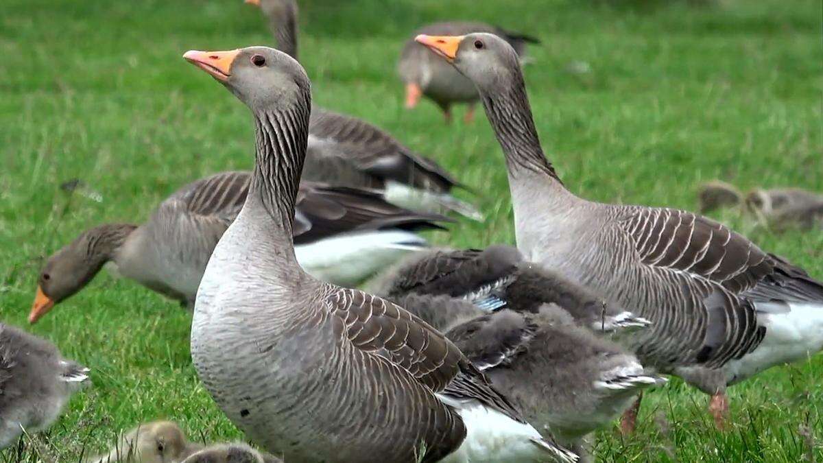 Detectaron un segundo caso de gripe aviar en Córdoba