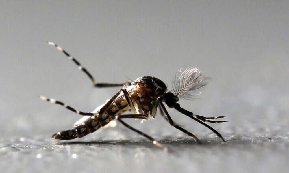 Confirmaron la segunda muerte por dengue en el país