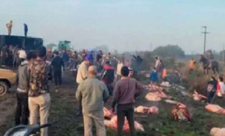 Buenos Aires: En Chacabuco volcó un camión en la ruta y los vecinos faenaron las vacas que transportaba