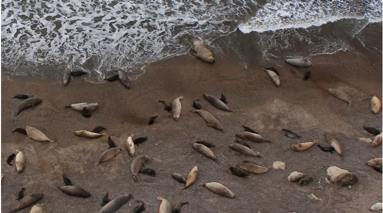 La gripe aviar amenaza el futuro de los elefantes marinos de la Península Valdés