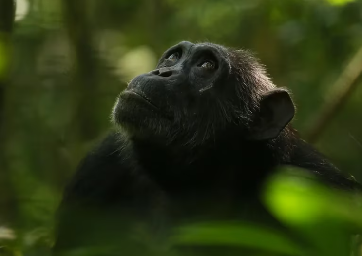 La hembra del chimpancé también pasa por la menopausia