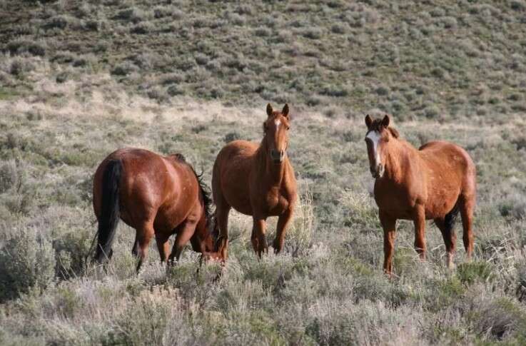 La encefalomielitis equina ya se detectó 5 provincias y el Ministerio de Salud emitió un alerta