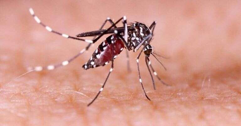 Dengue: 14 provincias argentinas presentan “circulación viral”