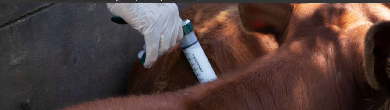 Fiebre aftosa: Por el temporal autorizan a entes de vacunación solicitar extensión de plazos