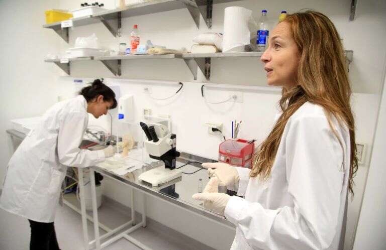 Especialista del Malbrán advierte que “fumigar debería ser la última opción contra el dengue, porque los mosquitos muestran resistencia”