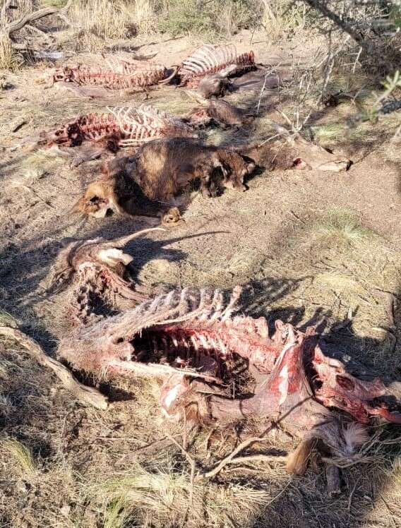 Cazadores furtivos mataron cuatro ciervos y una cierva en la zona rural de Naicó