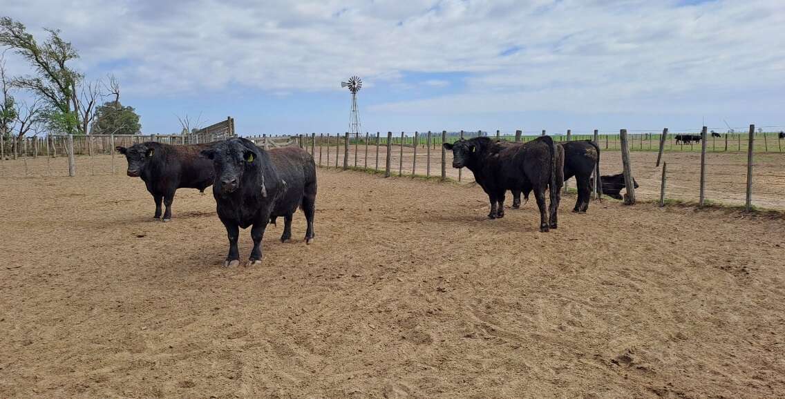 La Pampa: Investigación a campo para control de enfermedades venéreas en toros