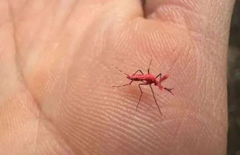 Mendoza: Liberaron a 10 mil “mosquitos rojos” para combatir el dengue