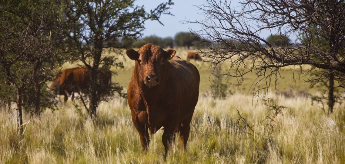 La Pampa: Vacunación y medidas sanitarias ante un caso de carbunclo
