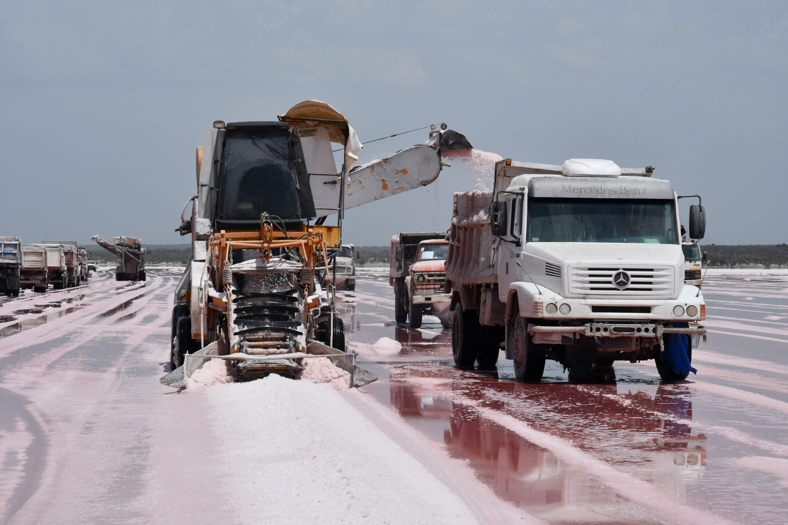 Se inició la cosecha en ocho salinas pampeanas
