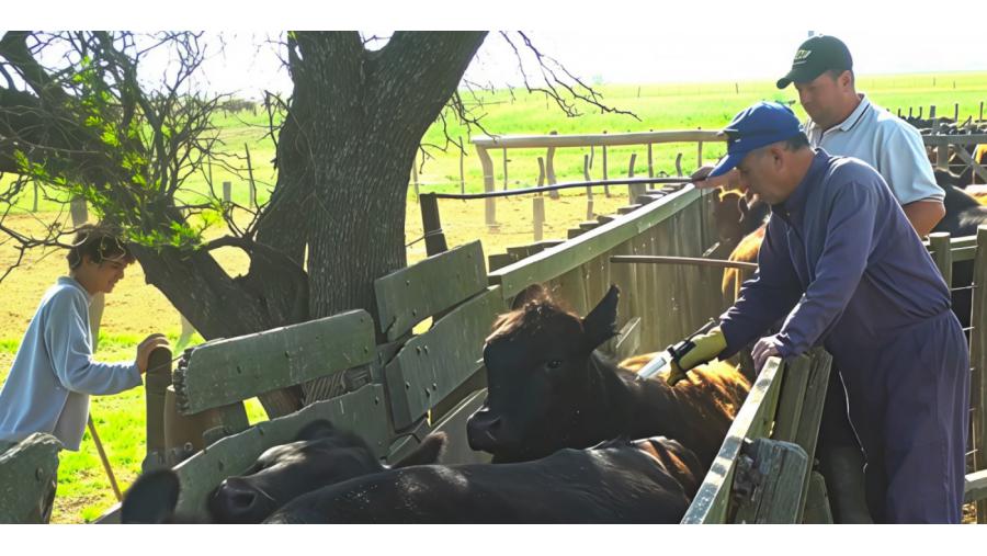 Comenzó la campaña de vacunación contra la fiebre aftosa 2025 en La Pampa