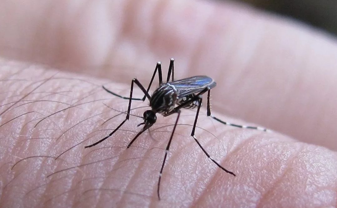 Dengue: Salud confirmó cinco nuevos casos en La Pampa