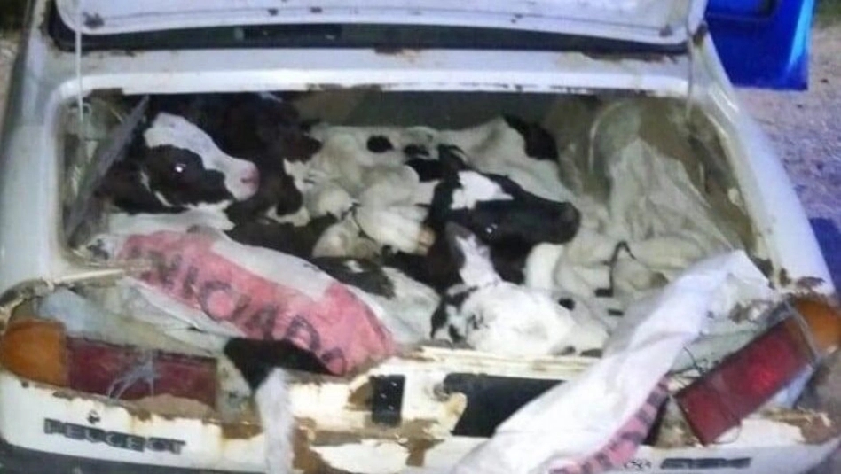 Santa Fé: llevaban ocho terneros vivos en un auto y terminaron detenidos