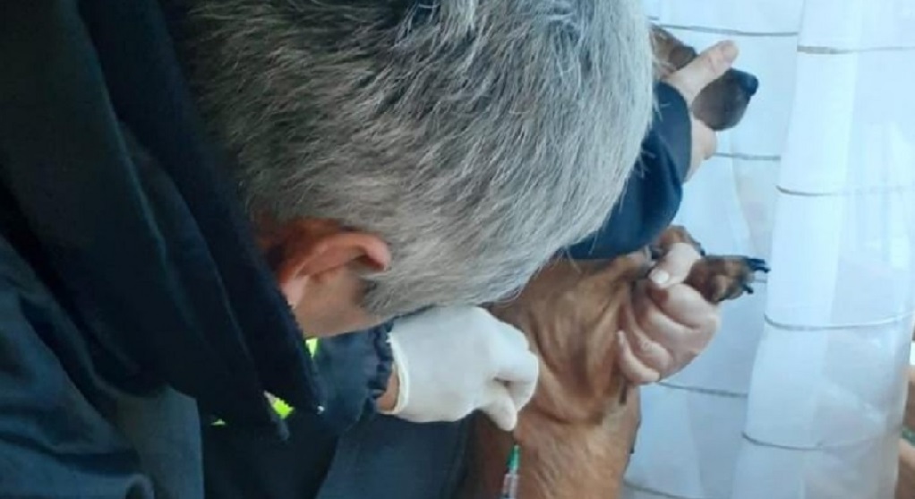 Santa Rosa: Senasa realizó una vacunación preventiva contra la rabia en 58 mascotas