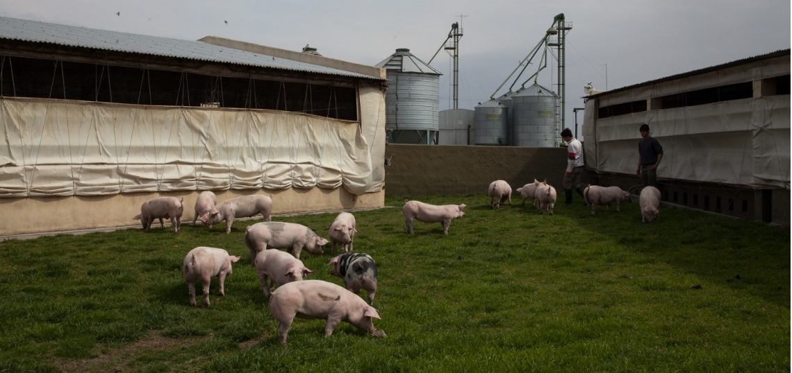 Pautas y medidas para la prevención de la triquinosis en la producción porcina