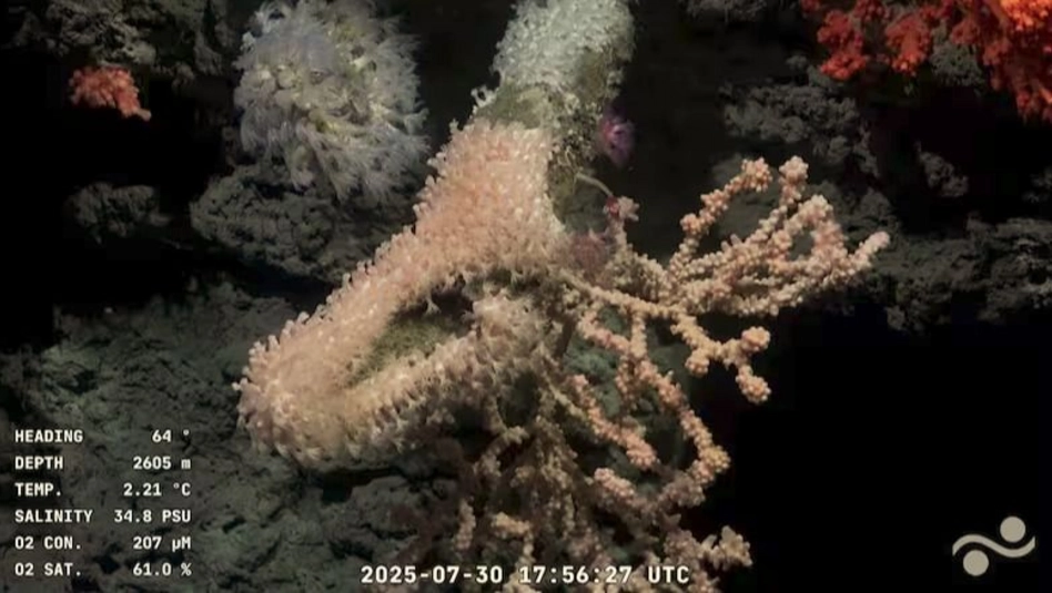 Científicos del Conicet transmiten en vivo desde casi 4.000 metros de profundidad