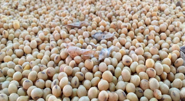 China bate su récord histórico de compras de soja e inclina la balanza a favor de los destinos sudamericanos