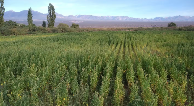 La nueva quinua que amplía horizontes, combinando historia ancestral con innovación científica