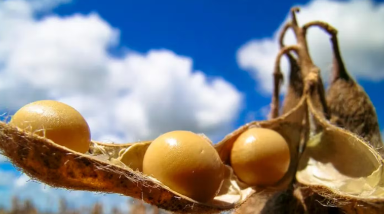 La Unión Europea postergaría un año la ley anti deforestación sobre granos y carnes