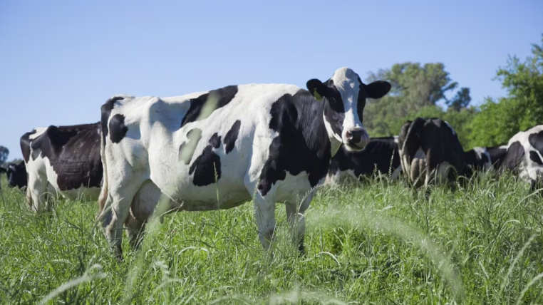 Se llevaron 43 vaquillonas en un robo millonario en Entre Ríos