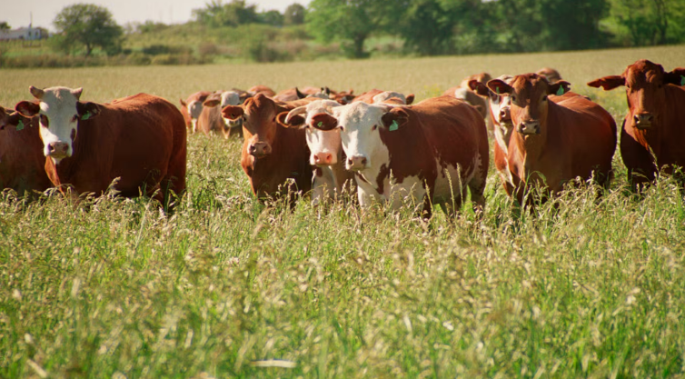 Productores y técnicos impulsan la innovación ganadera en Pergamino