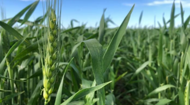 Destacan que las expectativas de rinde de trigo y cebada se ubican por encima de los rindes históricos