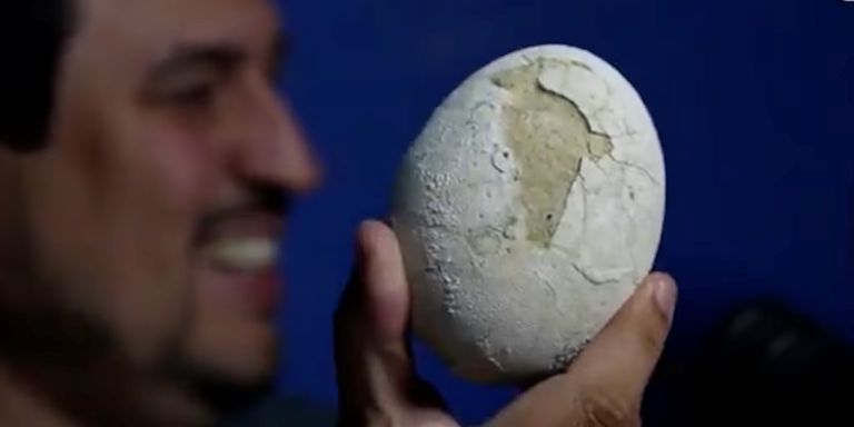 Video: encuentran el huevo de dinosaurio mejor conservado del mundo en la Patagonia