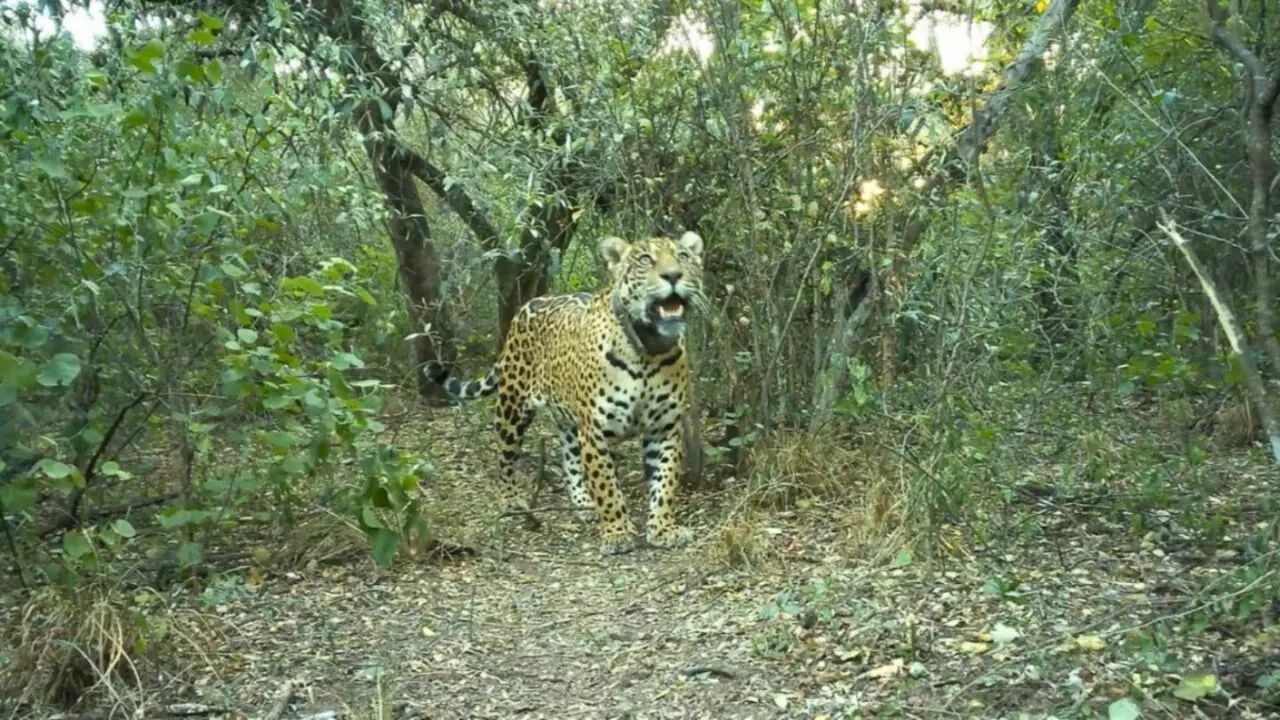 Buscan a la yaguareté Acaí: ofrecen una recompensa récord de $250 millones