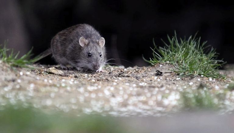 Salta: alarma por 12 casos de hantavirus y cinco fallecidos