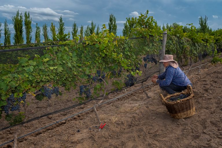 La Ruta del Vino se posiciona como destino turístico en La Pampa