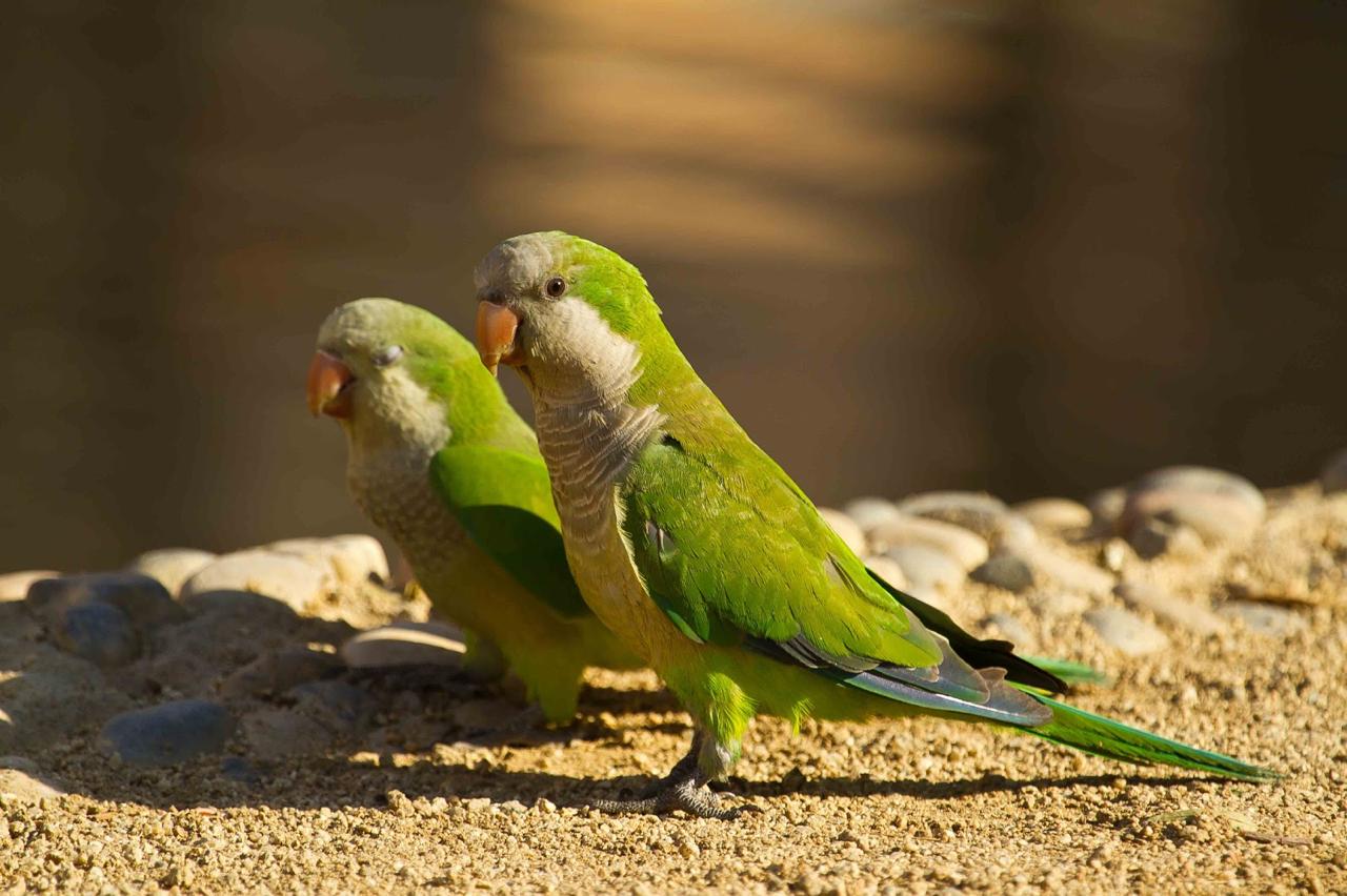 Detectan tres casos sospechosos de la psitacosis en el norte provincial