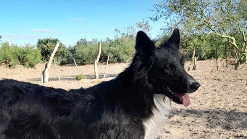 General Roca: condenado por maltrato animal, llevaba al perro con la boca atada y una cadena