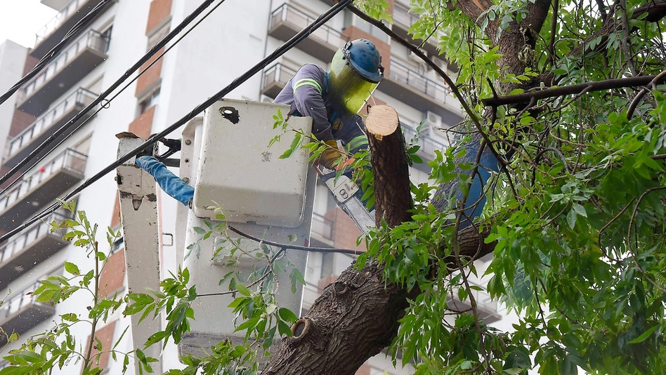 Santa Rosa: advierten que el arbolado urbano está mal implantado y agrava los riesgos ante temporales