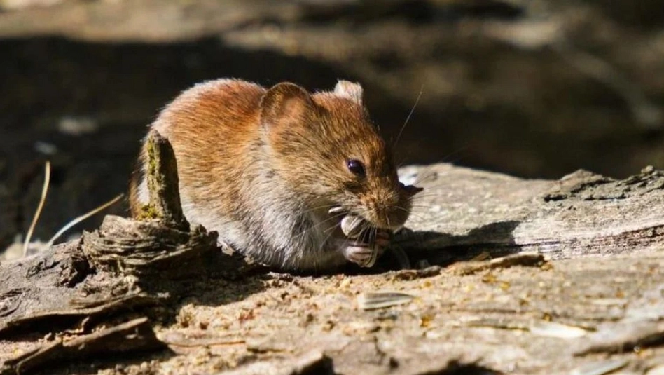 San Carlos de Bariloche: murió un efectivo de la Policía Federal tras contraer hantavirus