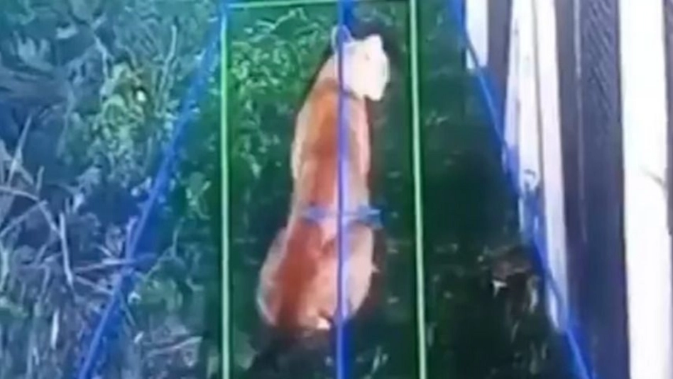 Hudson: un puma suelto causó temor en un barrio privado