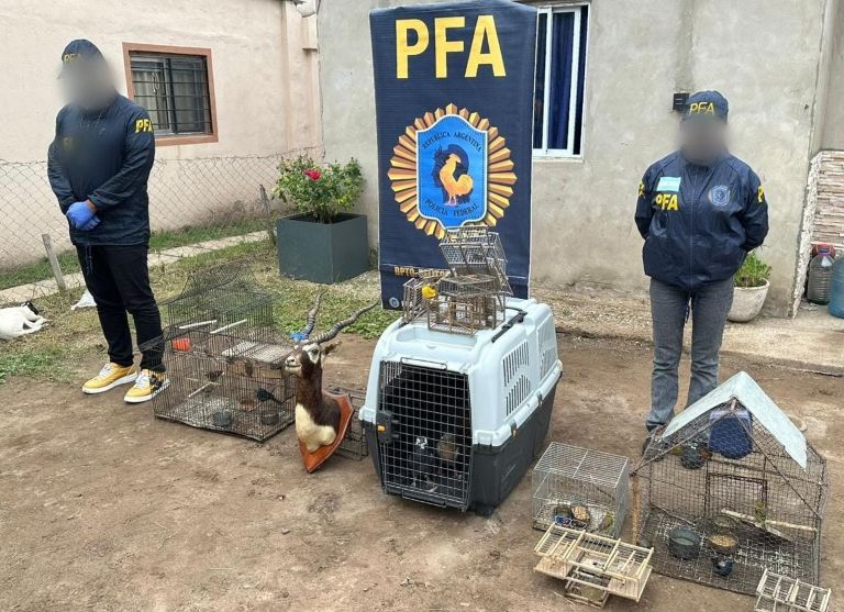 En el operativo “Pajaritos en el aire”, Policía Federal rescató aves protegidas en la localidad de América